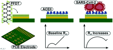 Graphical abstract: An electrochemical SARS-CoV-2 biosensor inspired by glucose test strip manufacturing processes