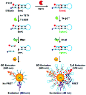 Graphical abstract: A single quantum dot-based fluorescence resonance energy transfer biosensor for antibody-free detection of ten-eleven translocation 1