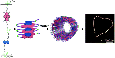 Graphical abstract: Folding of phosphodiester-linked donor–acceptor oligomers into supramolecular nanotubes in water