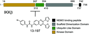 Graphical abstract: Small molecule binding to inhibitor of nuclear factor kappa-B kinase subunit beta in an ATP non-competitive manner