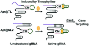 Graphical abstract: Theophylline-induced synergic activation of guide RNA to control CRISPR/Cas9 function