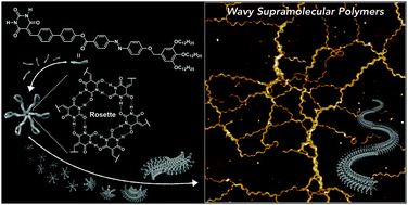 Graphical abstract: Wavy supramolecular polymers formed by hydrogen-bonded rosettes