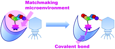 Graphical abstract: Direct screening of a target-specific covalent binder: stringent regulation of warhead reactivity in a matchmaking environment