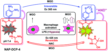 Graphical abstract: An “AND”-logic-gate-based fluorescent probe with dual reactive sites for monitoring extracellular methylglyoxal level changes of activated macrophages