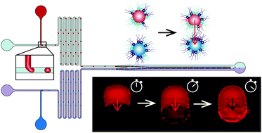 Graphical abstract: Biomimetic artificial cells to model the effect of membrane asymmetry on chemoresistance