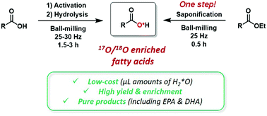Graphical abstract: Cost-efficient and user-friendly 17O/18O labeling procedures of fatty acids using mechanochemistry