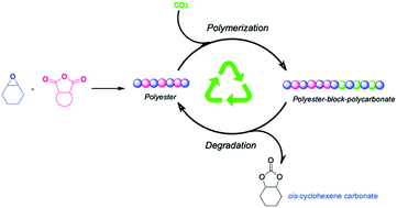 Graphical abstract: Borane catalyzed polymerization and depolymerization reactions controlled by Lewis acidic strength