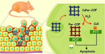 Graphical abstract: A covalent organic framework-based nanoagent for H2S-activable phototherapy against colon cancer