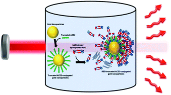 Graphical abstract: Effective ACE2 peptide–nanoparticle conjugation and its binding with the SARS-Cov-2 RBD quantified by dynamic light scattering