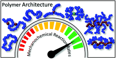 Graphical abstract: The influence of polymer architecture in polymer mechanochemistry