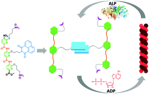 Graphical abstract: The helical supramolecular assembly of oligopyridylamide foldamers in aqueous media can be guided by adenosine diphosphates