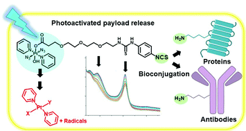 Graphical abstract: Facile protein conjugation of platinum for light-activated cytotoxic payload release