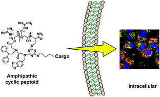 Graphical abstract: Cell-penetrating, amphipathic cyclic peptoids as molecular transporters for cargo delivery