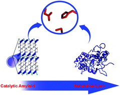 Graphical abstract: Cross β amyloid assemblies as complex catalytic machinery