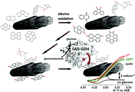 Graphical abstract: Insights into carbon nanotube-assisted electro-oxidation of polycyclic aromatic hydrocarbons for mediated bioelectrocatalysis