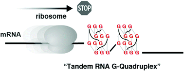 Graphical abstract: Inhibition of protein synthesis through RNA-based tandem G-quadruplex formation