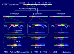 Graphical abstract: Ultrasensitive quantification of multiplexed mRNA variants via splice-junction anchored DNA probes and SplintR ligase-initiated PCR