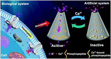 Graphical abstract: Biomimetic calcium-inactivated ion/molecular channel