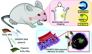 Graphical abstract: Biodegradable freestanding rare-earth nanosheets promote multimodal imaging and delivers CRISPR–Cas9 plasmid against tumor