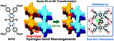 Graphical abstract: Quasi single-crystalline transformation of porous frameworks accompanied by interlayer rearrangements of hydrogen bonds