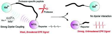 Graphical abstract: Dipolar coupling-based electron paramagnetic resonance method for protease enzymatic characterization and inhibitor screening