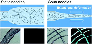 Graphical abstract: Controlling the formation and alignment of low molecular weight gel ‘noodles’