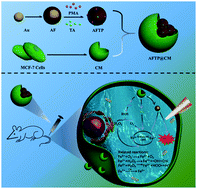 Graphical abstract: Au–Fe3O4 nanoagent coated cell membrane for targeted delivery and enhanced chem/photo therapy