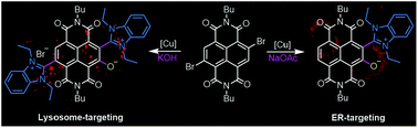 Graphical abstract: Red fluorescent zwitterionic naphthalenediimides with di/mono-benzimidazolium and a negatively-charged oxygen substituent