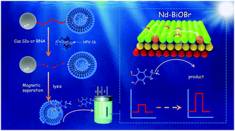 Graphical abstract: CRISPR/Cas12a-mediated liposome-amplified strategy for the photoelectrochemical detection of nucleic acid