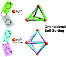 Graphical abstract: Orientational self-sorting: formation of structurally defined Pd4L8 and Pd6L12 cages from low-symmetry dipyridyl ligands