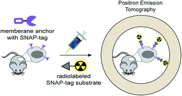 Graphical abstract: A novel 18F-labeled clickable substrate for targeted imaging of SNAP-tag expressing cells by PET in vivo
