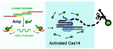 Graphical abstract: Element probe based CRISPR/Cas14 bioassay for non-nucleic-acid targets
