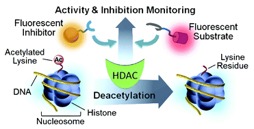 Graphical abstract: Fluorescent molecular probe-based activity and inhibition monitoring of histone deacetylases