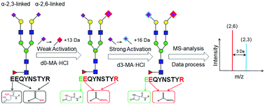 Graphical abstract: Linkage-selective derivatization for glycosylation site- and glycoform-specific characterization of sialic acid isomers using mass spectrometry