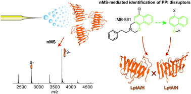 Graphical abstract: Mass spectrometry enables the discovery of inhibitors of an LPS transport assembly via disruption of protein–protein interactions