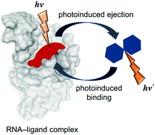 Graphical abstract: Photoswitches for controllable RNA binding: a future approach in the RNA-targeting therapy