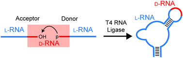 Graphical abstract: Assembly of long l-RNA by native RNA ligation