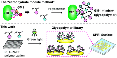 Graphical abstract: Screening of a glycopolymer library for GM1 mimetics synthesized by the “carbohydrate module method”