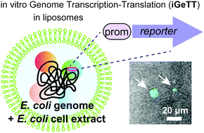 Graphical abstract: Transcription–translation of the Escherichia coli genome within artificial cells