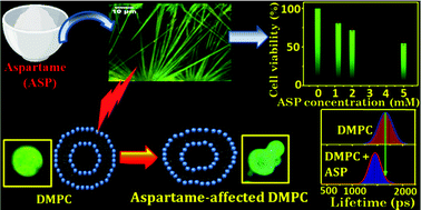 Graphical abstract: Self-assembly of artificial sweetener aspartame adversely affects phospholipid membranes: plausible reason for its deleterious effects