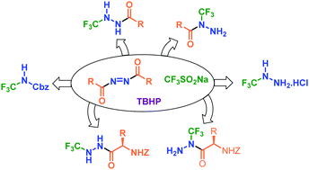 Graphical abstract: Synthesis of N-CF3 hydrazines through radical trifluoromethylation of azodicarboxylates