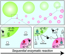 Graphical abstract: Dynamic behavior of liquid droplets with enzyme compartmentalization triggered by sequential glycolytic enzyme reactions