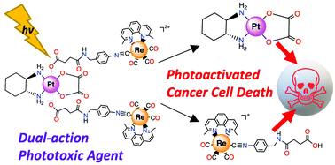 Graphical abstract: Photochemistry and in vitro anticancer activity of Pt(iv)Re(i) conjugates