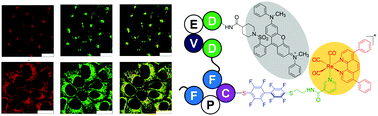 Graphical abstract: Luminescent rhenium(i) perfluorobiphenyl complexes as site-specific labels for peptides to afford photofunctional bioconjugates