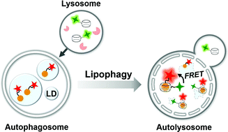 Graphical abstract: Visualization of lipophagy using a supramolecular FRET pair