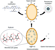 Graphical abstract: Polyethyleneimine-complexed charge-reversed yeast cell walls for the enhanced oral delivery of pseudovirus-based antigens
