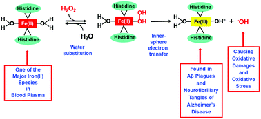 Graphical abstract: Fenton-like reaction of the iron(ii)–histidine complex generates hydroxyl radicals: implications for oxidative stress and Alzheimer's disease