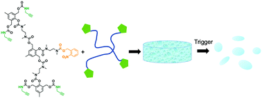 Graphical abstract: Self-immolative dendron hydrogels