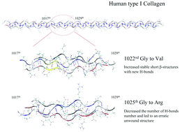 Graphical abstract: Specific osteogenesis imperfecta-related Gly substitutions in type I collagen induce distinct structural, mechanical, and dynamic characteristics