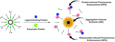 Graphical abstract: Multichannel dual protein sensing using amphiphilic supramolecular assemblies